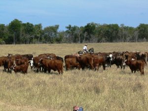 Ganaderos de EE.UU. presionan para bloquear la importación de carne paraguaya, citando preocupaciones sanitarias y de competencia.