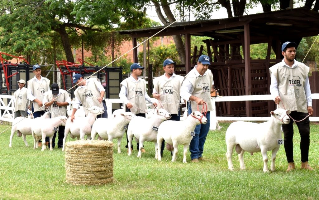 Ganadería Ovina en Paraguay: Crecimiento, Oportunidades y Razas Destacadas